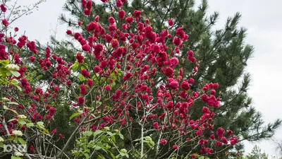 Топ-15 красных многолетних цветов для дачи. Названия цветов с описанием -  Agrotrend.ru