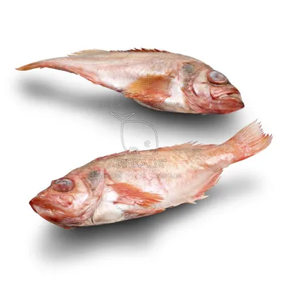 Красный морской окунь стоковое изображение. изображение насчитывающей еда -  87835867