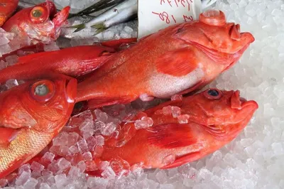Окунь морской красный без головы - Морепродукты и рыба – купить с доставкой  в СПб