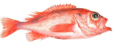 Красный морской окунь стоковое фото. изображение насчитывающей изолировано  - 89353486