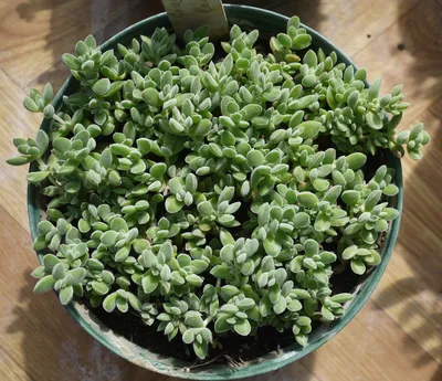 Коллекции растений ЦСБС СО РАН - Crassula lanuginosa Harv. – Крассула  шерстистая