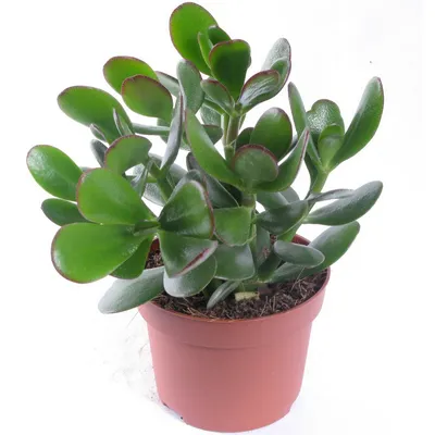 Растение ⌀ 5 Crassula PERFORATA variegata (Крассула, Толстянка): купить c  доставкой почтой 🌸 Адениум дома