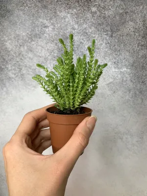 Crassula ARBORESCENS UNDULATIFOLIA - SUCCULENT.KUPI