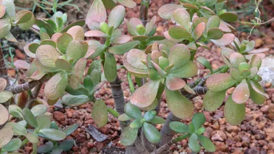 Crassula ovata Pallida | Succulents