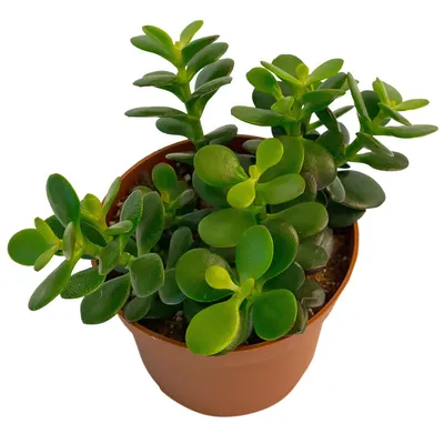 Суккуленты - Крассула Перфората Crassula Perforata купить в Москве