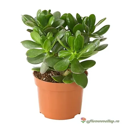 Jade plants and Trees| The Jade Plant.com