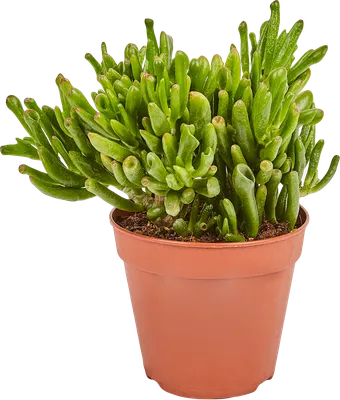 Crassula ARBORESCENS — Крассула Древовидная, 5 семян - Купить семена  Суккулентов, Кактусов и Адениумов