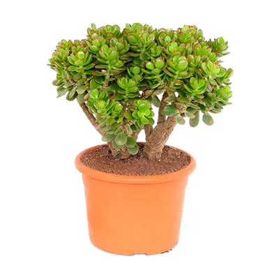 Растение ⌀ 5 Crassula BREVIFOLIA (Крассула, Толстянка): купить c доставкой  почтой 🌸 Адениум дома