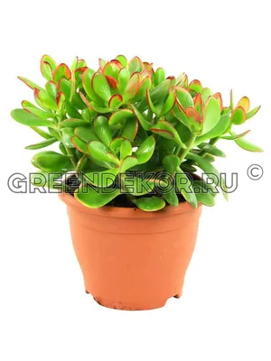 Красула (Crassula)