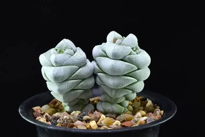 Толстянка (Crassula) | Raritet-plants