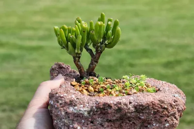 Crassula portulacea | Отдел «Ботанические экспозиции»