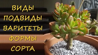 Крассула Маршанди (Crassula Marchandii) - купить в магазине частной  коллекции суккулентов ML Collection