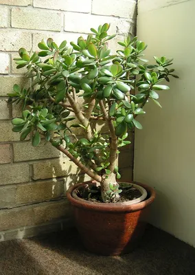 Черенок Крассула (Толстянка) плауновидная (Crassula lycopodioides, крассула  ликоподиоидес)