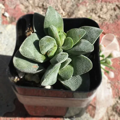 Крассула Овата ф. монстроза сорт «Хоббит» (Crassula ovata f. monstrosa  Hobbit) - купить в магазине частной коллекции суккулентов ML Collection