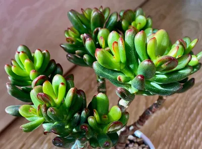 Crassula ovata Pallida | Succulents