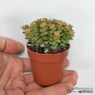 Крассула Спрингтайм (Crassula 'Spring Time') - PictureThis