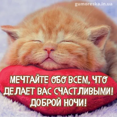 Ответы Mail.ru: Какое самое креативное пожелание \"Спокойной Ночи\"?)) А?))