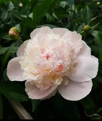 Кремовые и персиковые пионы. Сорта. (Cream and peach peonies. Varieties). -  YouTube