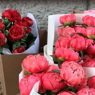 Доставка цветов в Сургуте, пионы и цветы премиум класса от 950р. | ПИОН  СУРГУТ