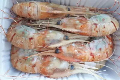 Креветки гребенчатые Ботан свежемороженые, крупные SUPER 14-18 шт/кг. 1 кг  - купить по цене: 2260 руб./кг в интернет-магазине \"РыбоедовЪ\"