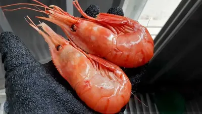 Don Crabs - ⠀ 🦐 #креветкаБотан ⠀ 🌸Креветка гребенчатая Ботан (от  японского «ботан-эби», что означает «пион») – изысканный деликатес, который  отличается крупными размерами и насыщенным вкусом. 🦐Средние габариты одной  креветки колеблются от