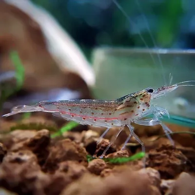 Креветка Амано - Caridina japonica (М)