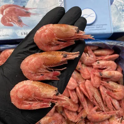 Северная креветка варено-мороженая «Промфлот» 1 кг - купить по выгодной  цене в интернет-магазине seafood-shop.ru