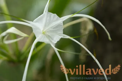 Кринум: красивое изображение растения