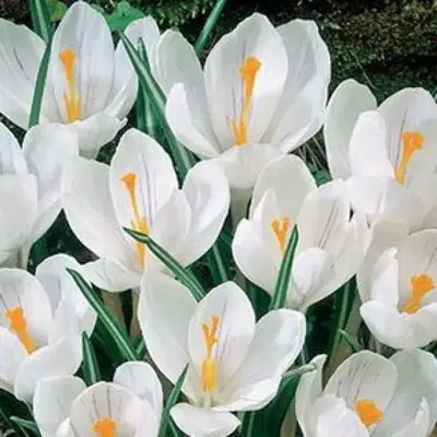 Крокус White (Белый) 8 шт/уп. купить за 150 р. в садовом центре АСТ Медовое
