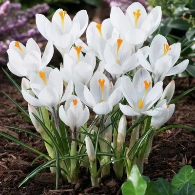 Crocus Jeanne d'Arc | Order Online at DutchGrown™ | Top Quality Bulbs