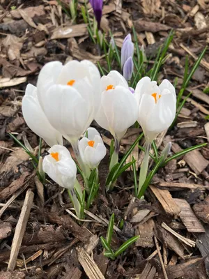 White Crocus bulbs - Price €3.50