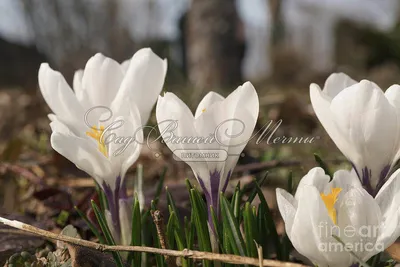 White Crocus 'jeanne D'arc' Bulbs free UK Postage - Etsy Denmark