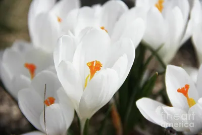 Jeanne D'Arc Crocus Bulbs | Buy Online | Boston Bulbs