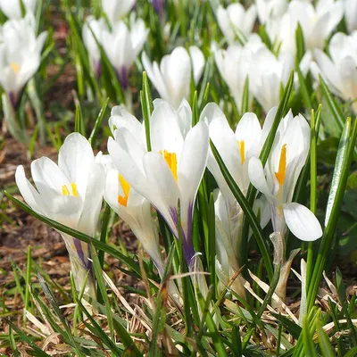 Крокус Белый (Crocus White) - Луковицы крокусов - купить недорого Крокусы в  Москве в интернет-магазине Сад вашей мечты