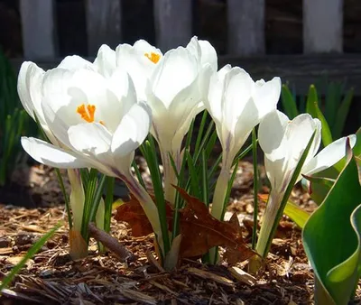 Close Up Of White Crocus Flowers. Photograph by Alexandru Cofaru - Pixels