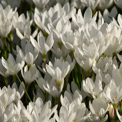 Joan Of Arc Dutch Crocus | American Meadows