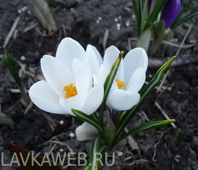 WHITE FALL CROCUS Colchicum diampolis – Ferri Seeds