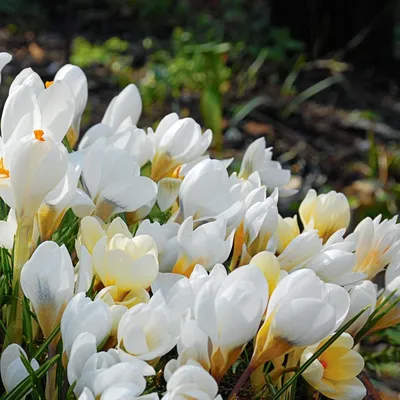 Wild white crocus flowers hi-res stock photography and images - Alamy