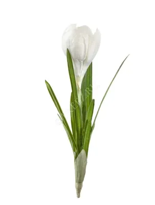 White Crocus Flower Picture | Free Photograph | Photos Public Domain