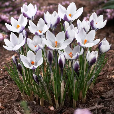 White Shades Crocus Mix | White Flower Farm
