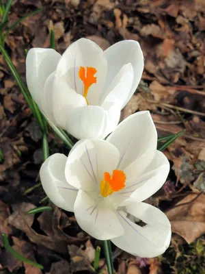 Lady Killer Snow Crocus | High Country Gardens