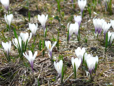 Crocus sativus 'White' | Van Meuwen