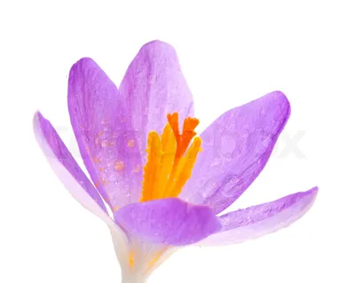 White Crocus Flowers In A Spring Meadow Stock Photo, Picture and Royalty  Free Image. Image 95127828.