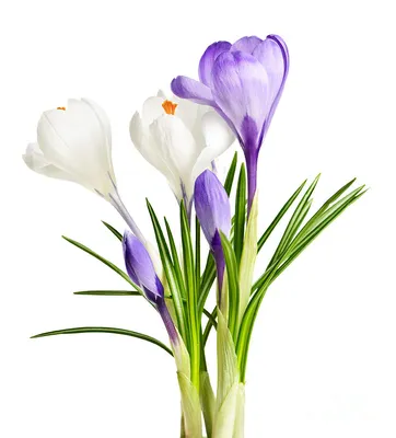 Crocus Jeanne D'Arc | Bluestone Perennials