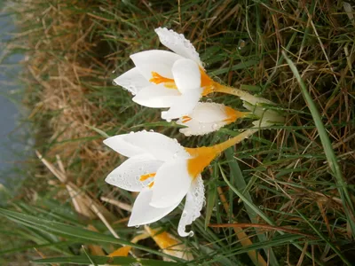 Autumn Crocus — Adam Robinson Design
