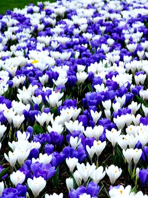 Crocus flower closeup on white background | Stock image | Colourbox