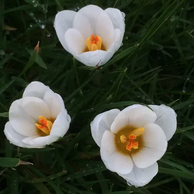Spring crocus flowers on white Photograph by Elena Elisseeva - Pixels