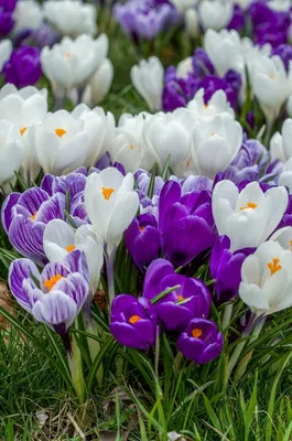 File:Crocus sieberi 'Bowles White'.JPG - Wikipedia