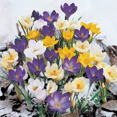 Hokus Crocus™ Blend | Always Wholesale Pricing | Colorblends®