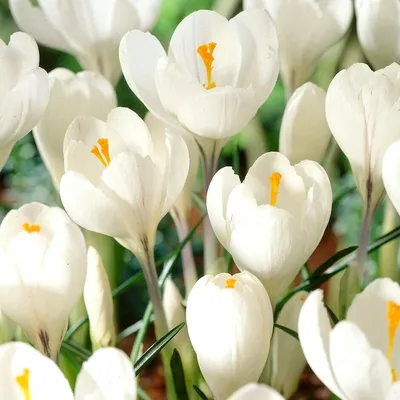 10 Snow White Crocus